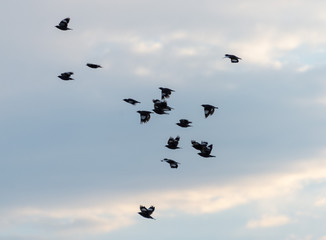 A flock of birds in the sky