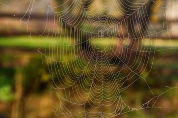 Autumn morning and spider's web with dew