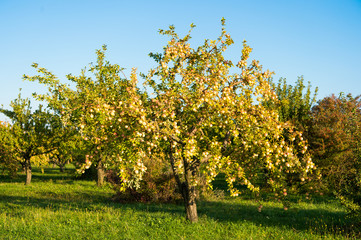 Apple harvest concept. Apple garden nature background sunny autumn day. Gardening and harvesting. Fall apple crops organic natural fruits. Apple tree with ripe fruits on branches © be free