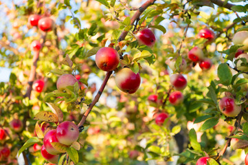 Apples red ripe fruits on branch sky background. Apples harvesting fall season. Gardening and harvesting. Organic apple crops farm or garden. Autumn apples harvesting season. Rich harvest concept