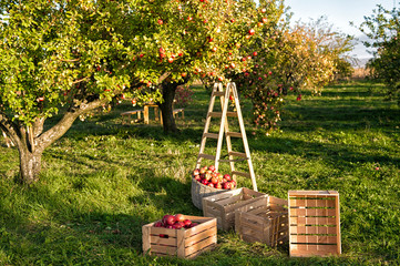 Gardening and harvesting. Fall apple crops harvesting in garden. Apple tree with fruits on branches...
