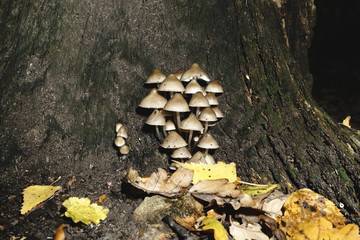 A group of mushrooms grown on the old stump in the fall.