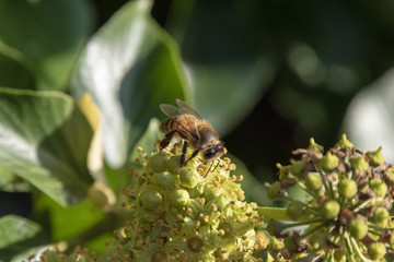 Working bee on top of an ivy flower while sucking nectar.