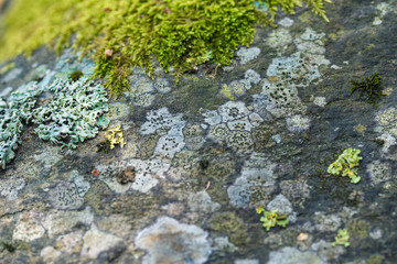 Moss on a rock