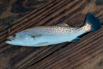 spotted sea trout