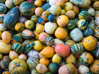 A lot variety colours and sorts of pumpkins. Heap of autumn harvest.