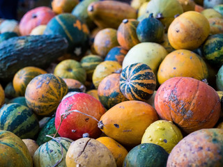 A lot variety colours and sorts of pumpkins. Heap of autumn harvest.