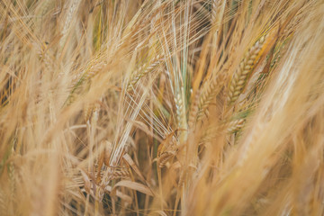 Artistic close up of a wheat field