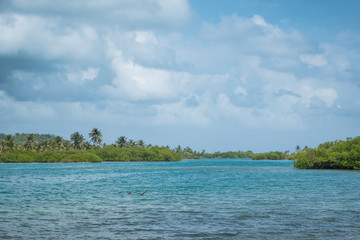 ocean / river with mangrove forest and palm tree landscape, Panama,