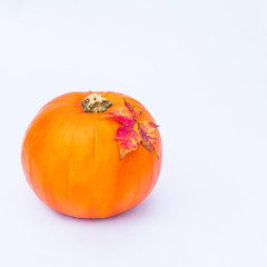 Ripe pumpkin with fall maple leaf on the top on the white background isolated. Autumn holiday, harvest, Helloween concept. Vintage toning. Selective focus, Copy space.