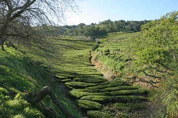 freshly cut and harvested tea leaves from rows of tea shrubs, San Miguel Island, Azores, Portugal