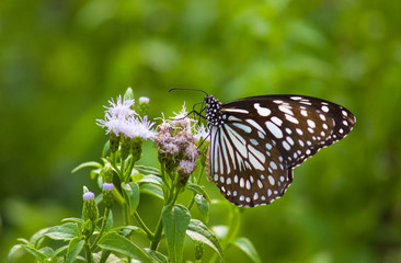 The blue spotted milkweed butterfly sitting on the flower plants in a nice green background