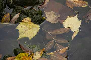 Fall Leaves