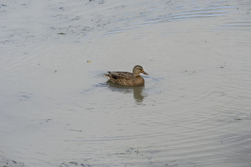 Mallard Duck