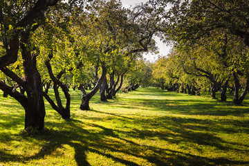 Naklejka premium Apple tree garden in late summer