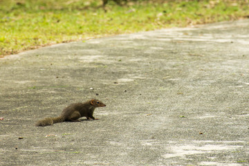 Squirrel on road.