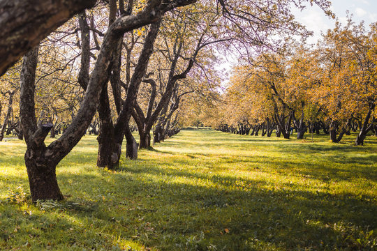 Apple tree garden in late summer