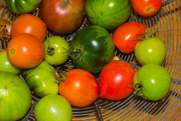 Tomatoes colored, ripe and immature in a wire basket on a wooden board.