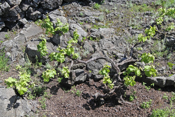 grape vines, Pico Island, Azores, Portugal