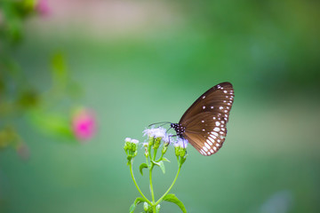 The common crow, is a common butterfly found in South Asia and Australia. In India it is also sometimes referred to as the common Indian crow, and in Australia as the Australian crow.