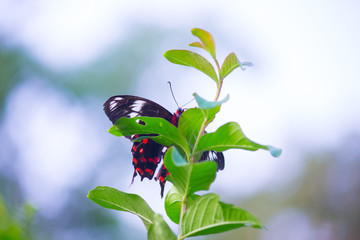  Common Mormon Butterfly sitting on the flower plants with wings wide open in its natural habitat on a beautiful Spring morning.