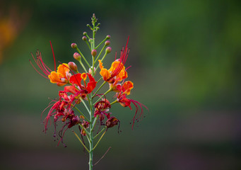 Gulmohar flower seen in a soft bokeh background