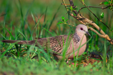 Pigeons and doves constitute the bird family Columbidae and the order Columbiformes, which includes about 42 genera and 310 species. The related word 