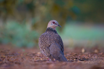 Pigeons and doves constitute the bird family Columbidae and the order Columbiformes, which includes about 42 genera and 310 species. The related word 