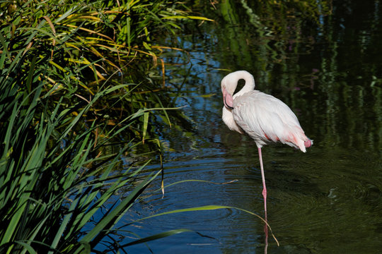 Full body of rosy colored flamingo waterbird wading in the river