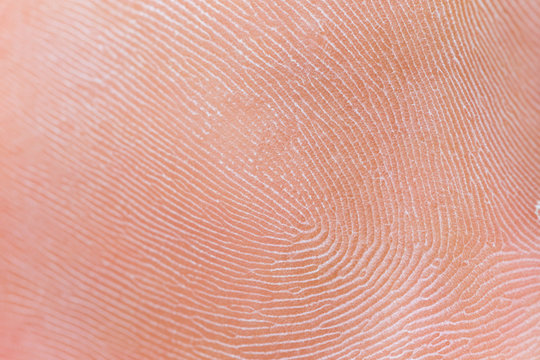 human fingerprint, macro