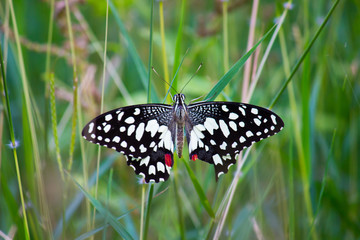 The Common Lime Butterfly sitting on the flower plants in its natural habitat with a nice soft blurry background.