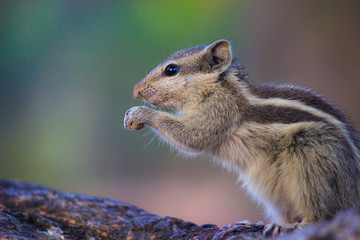Squirrels are members of the family Sciuridae, a family that includes small or medium-size rodents. The squirrel family includes tree squirrels, ground squirrels, chipmunks, marmots, flying squirrels