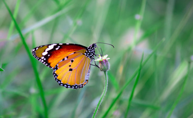The Plain Tiger  butterfly sitting on the flower plant with a nice soft background in its natural habitat during the day