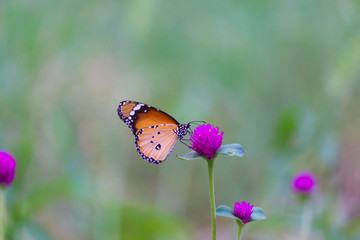 The Plain Tiger  butterfly sitting on the flower plant with a nice soft background in its natural habitat during the day
