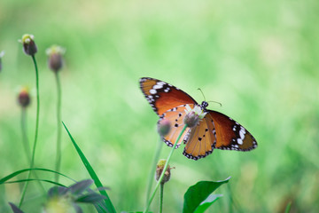 The Plain Tiger  butterfly sitting on the flower plant with a nice soft background in its natural habitat during the day