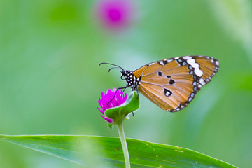 Obraz premium The Plain Tiger butterfly sitting on the flower plant with a nice soft background in its natural habitat during the day