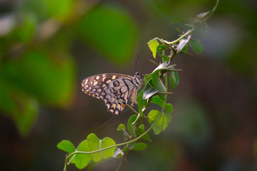 The Common Lime Butterfly sitting on the flower plants in its natural habitat with a nice soft blurry background.