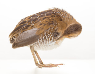 Bird or birds (including chickens, ducks, geese, pheasants) are of the Aves class Chordate. Warm-blooded animal baht twitter on a white background