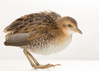 Bird or birds (including chickens, ducks, geese, pheasants) are of the Aves class Chordate. Warm-blooded animal baht twitter on a white background