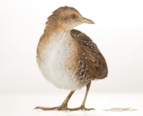 Bird or birds (including chickens, ducks, geese, pheasants) are of the Aves class Chordate. Warm-blooded animal baht twitter on a white background