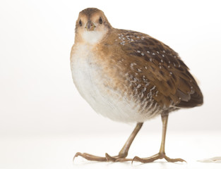 Bird or birds (including chickens, ducks, geese, pheasants) are of the Aves class Chordate. Warm-blooded animal baht twitter on a white background