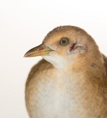 Bird or birds (including chickens, ducks, geese, pheasants) are of the Aves class Chordate. Warm-blooded animal baht twitter on a white background