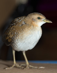 Bird or birds (including chickens, ducks, geese, pheasants) are of the Aves class Chordate. Warm-blooded animal baht twitter on a black background