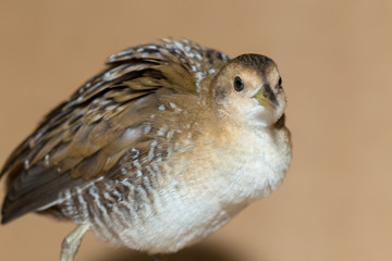 Bird or birds (including chickens, ducks, geese, pheasants) are of the Aves class Chordate. Warm-blooded animal baht twitter on a brown background
