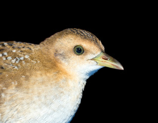 Bird or birds (including chickens, ducks, geese, pheasants) are of the Aves class Chordate. Warm-blooded animal baht twitter on a black background