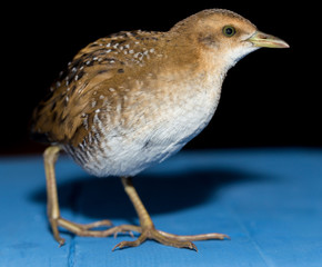Bird or birds (including chickens, ducks, geese, pheasants) are of the Aves class Chordate. Warm-blooded animal baht twitter on a black background