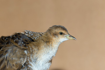 Bird or birds (including chickens, ducks, geese, pheasants) are of the Aves class Chordate. Warm-blooded animal baht twitter on a brown background