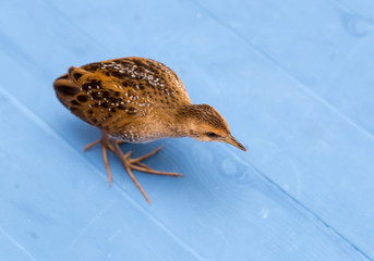 Bird or birds (including chickens, ducks, geese, pheasants) are of the Aves class Chordate. Warm-blooded animal baht twitter on a blue background