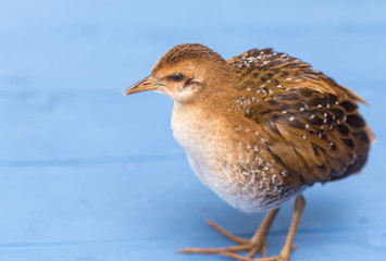 Bird or birds (including chickens, ducks, geese, pheasants) are of the Aves class Chordate. Warm-blooded animal baht twitter on a blue background