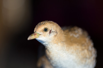 Bird or birds (including chickens, ducks, geese, pheasants) are of the Aves class Chordate. Warm-blooded animal baht twitter on a black background